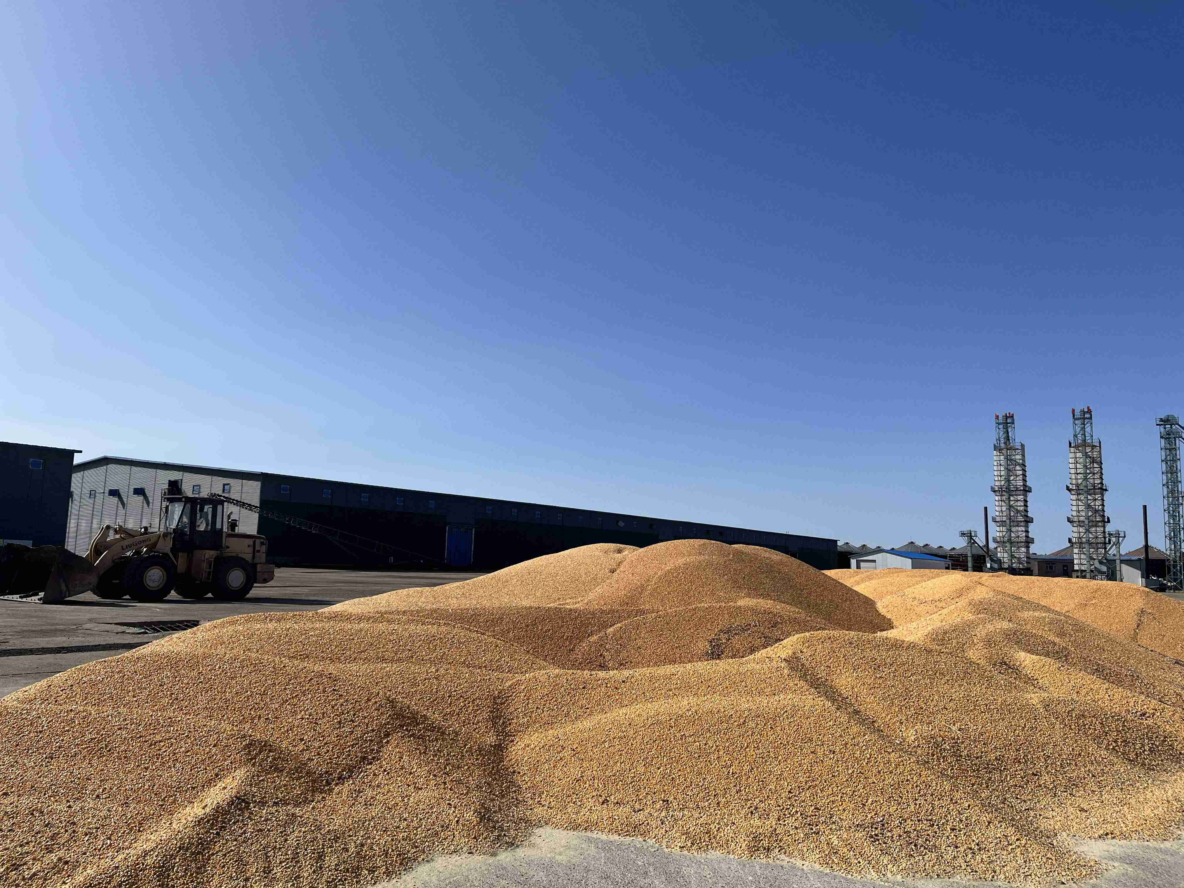 再添一收購基地丨面粉公司啟用黑龍江龍鎮玉米基地